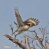 Laughing Falcon