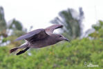 Lava Gull