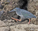 Lava Heron