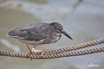 Lava Heron