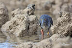 Lava Heron