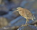 Lava Heron