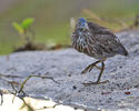 Lava Heron