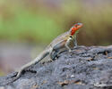 Lava Lizard