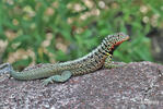 Lava Lizard