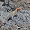 Lava Lizard