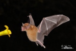 Leaf-nosed bat