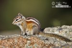 Least Chipmunk