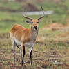 Lechwe