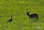 Lechwe