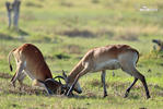 Lechwe