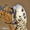 Leopard Moth