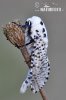 Leopard Moth