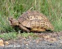 Leopardsköldpadda
