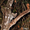 Leopardus pardalis