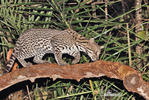 Leopardus pardalis