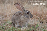 Lepus capensis