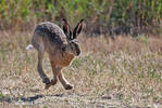Lepus europaeus