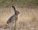 Lepus europaeus