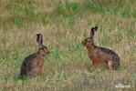 Lepus europaeus