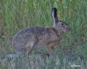 Lepus europaeus