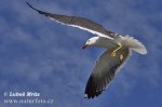 Lesser Black-backed Gull