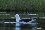 Lesser Black-backed Gull