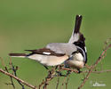 Lesser Grey Shrike