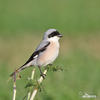 Lesser Grey Shrike