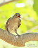 Lesser Honeyguide