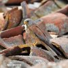 Lesser Kestrel