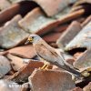 Lesser Kestrel