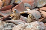 Lesser Kestrel