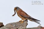 Lesser Kestrel