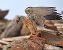 Lesser Kestrel