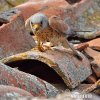 Lesser Kestrel