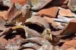 Lesser Kestrel