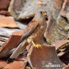 Lesser Kestrel