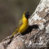 Lesser Masked-Weaver masked Weaver