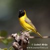 Lesser Masked-Weaver masked Weaver