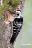 Lesser Spotted Woodpecker