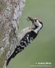 Lesser Spotted Woodpecker