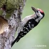 Lesser Spotted Woodpecker