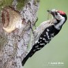 Lesser Spotted Woodpecker