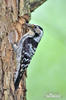 Lesser Spotted Woodpecker