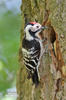 Lesser Spotted Woodpecker