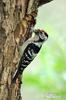 Lesser Spotted Woodpecker