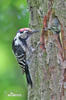 Lesser Spotted Woodpecker