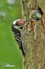 Lesser Spotted Woodpecker