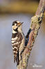 Lesser Spotted Woodpecker